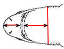 Centroscymnus coelolepis_01.jpg